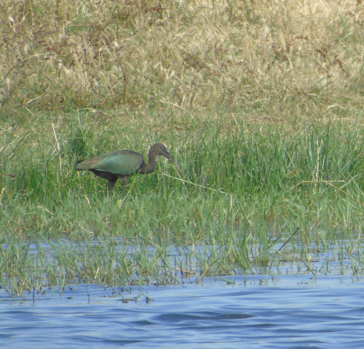 Glossy Ibis - ML347964971