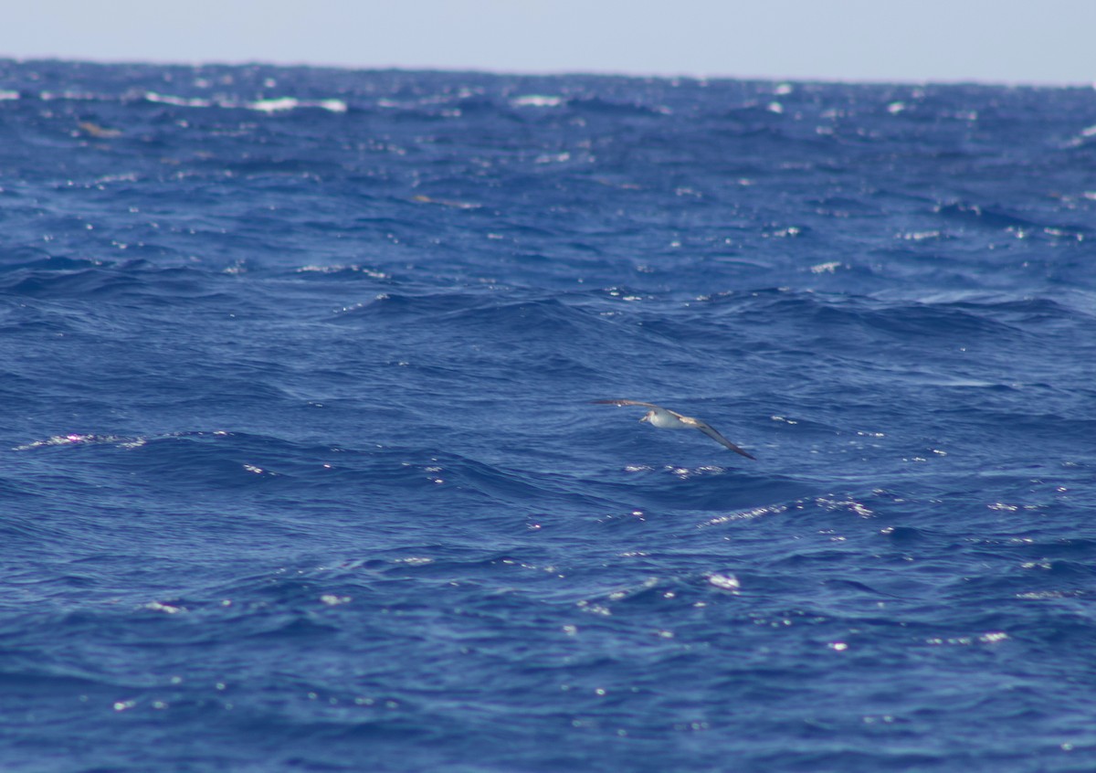 Cory's Shearwater - ML347965011