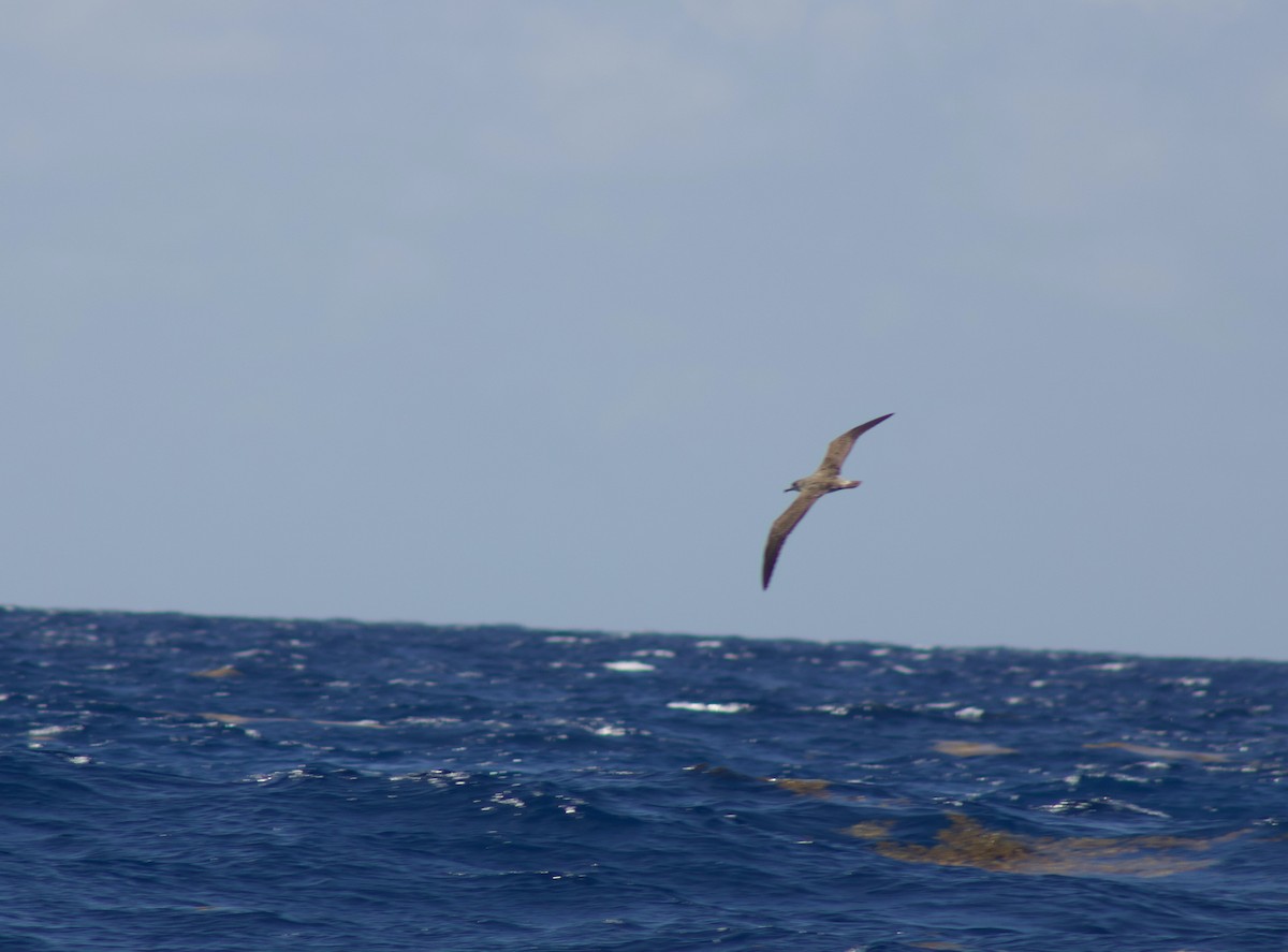 Cory's Shearwater - ML347965021