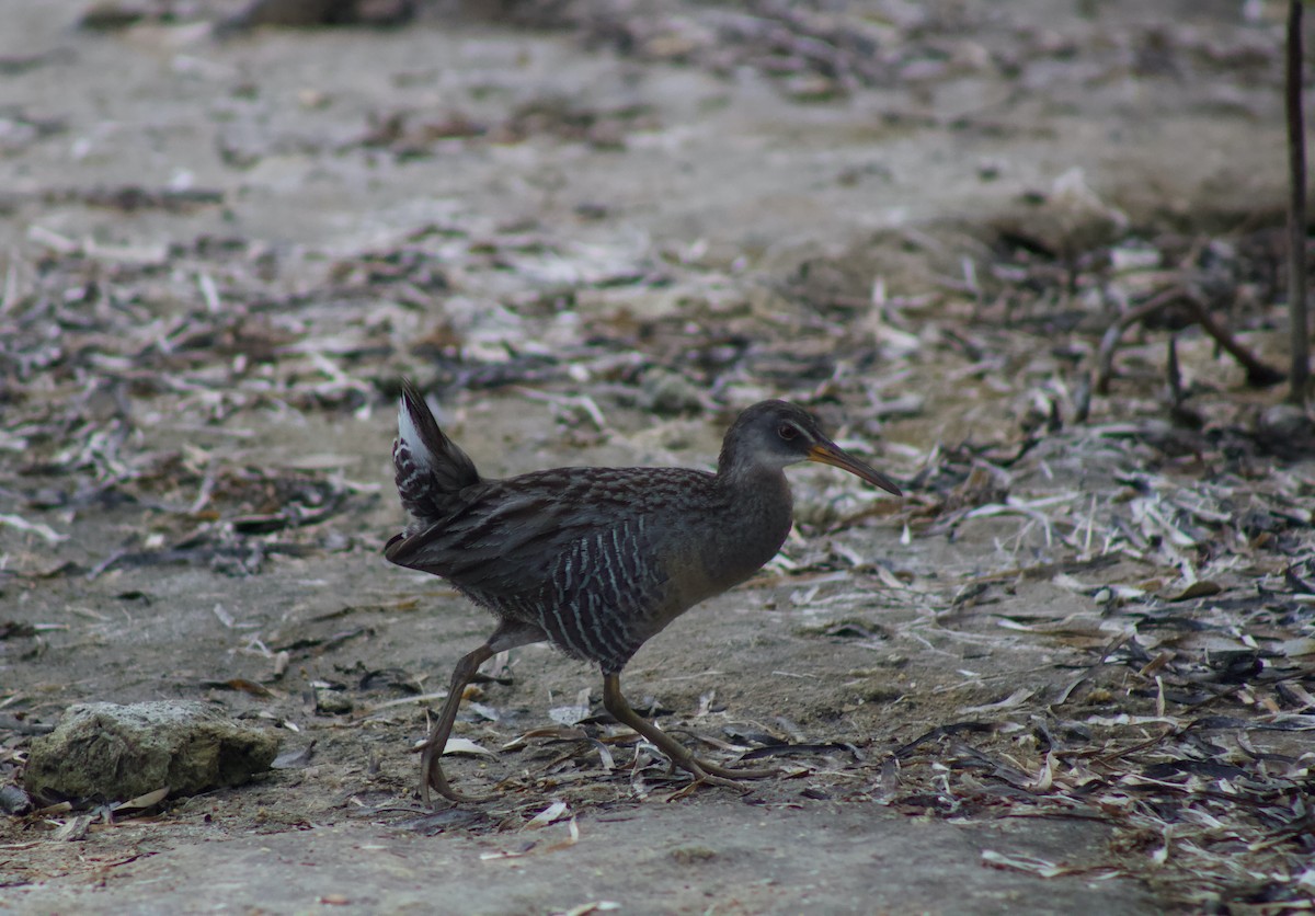 Clapper Rail - ML347967241