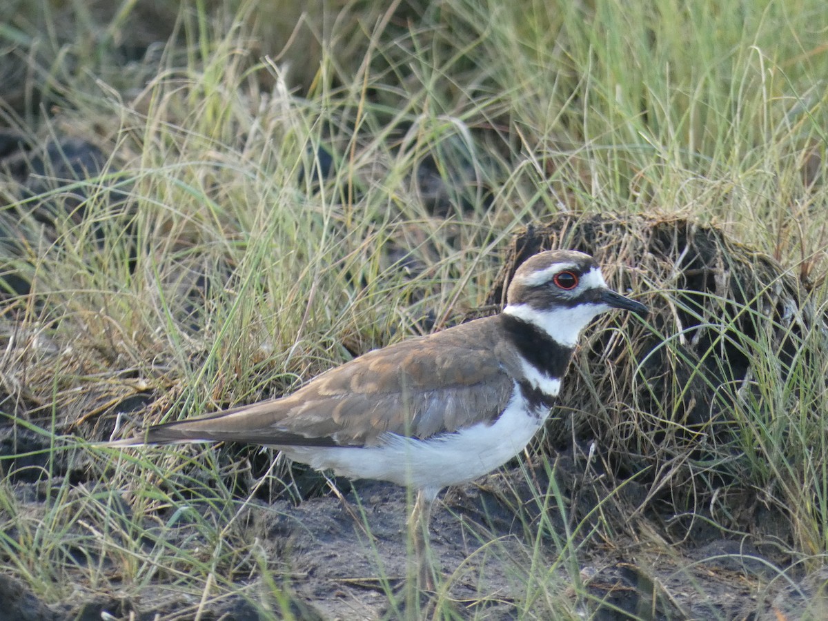 Killdeer - Linda Browning