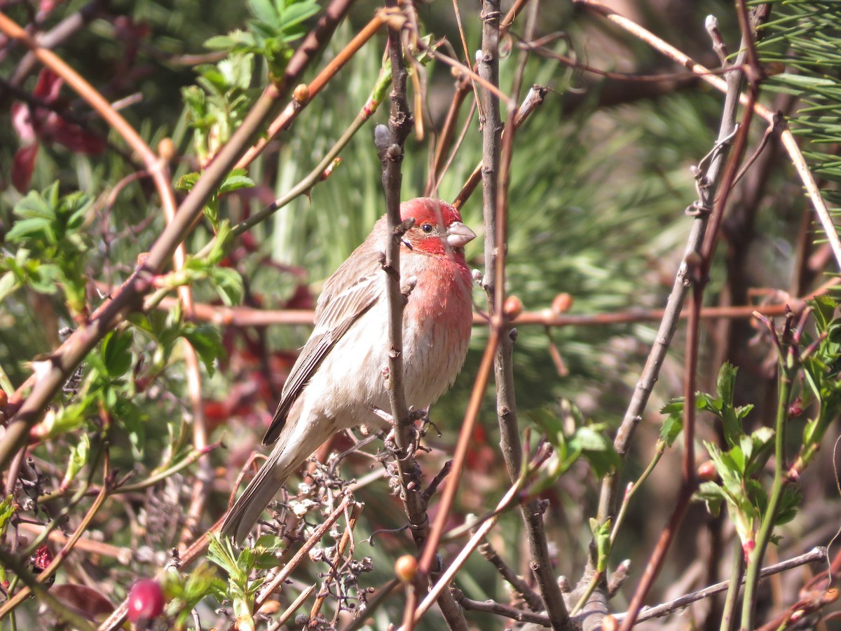 House Finch - ML347970721