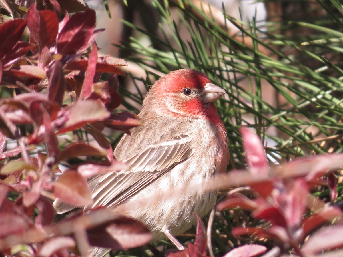 House Finch - ML347970761