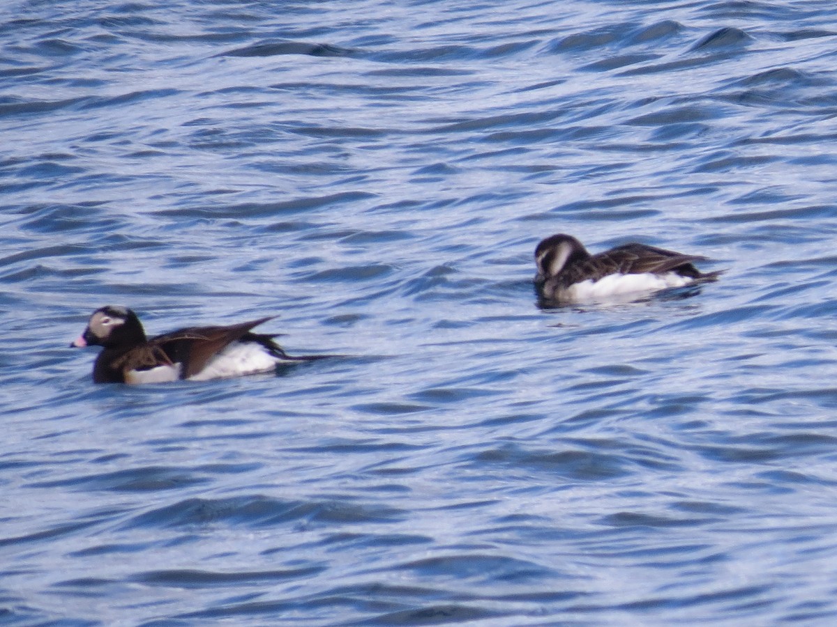 Long-tailed Duck - ML347971651