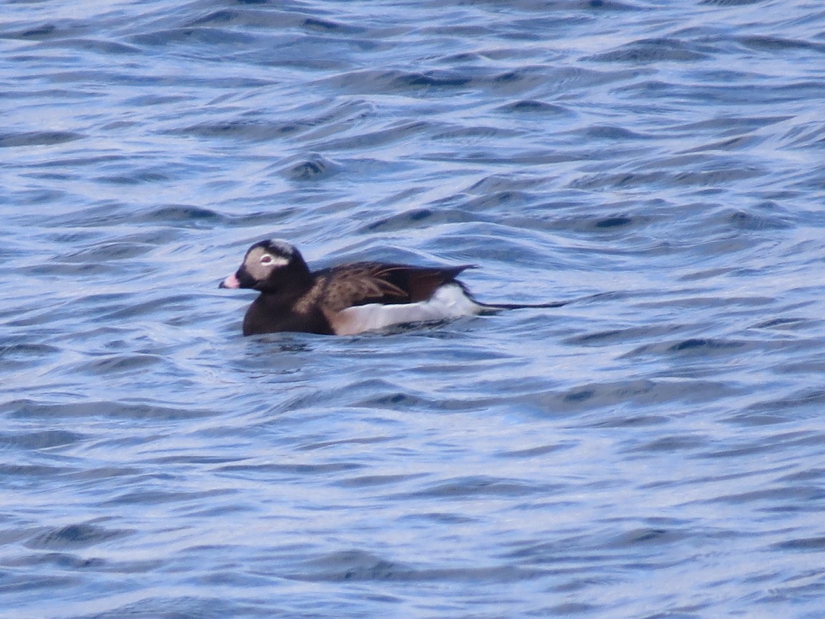 Long-tailed Duck - ML347971711