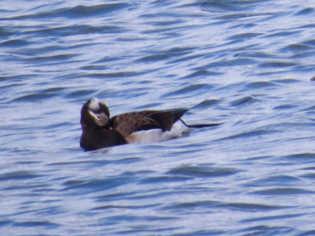 Long-tailed Duck - ML347971771