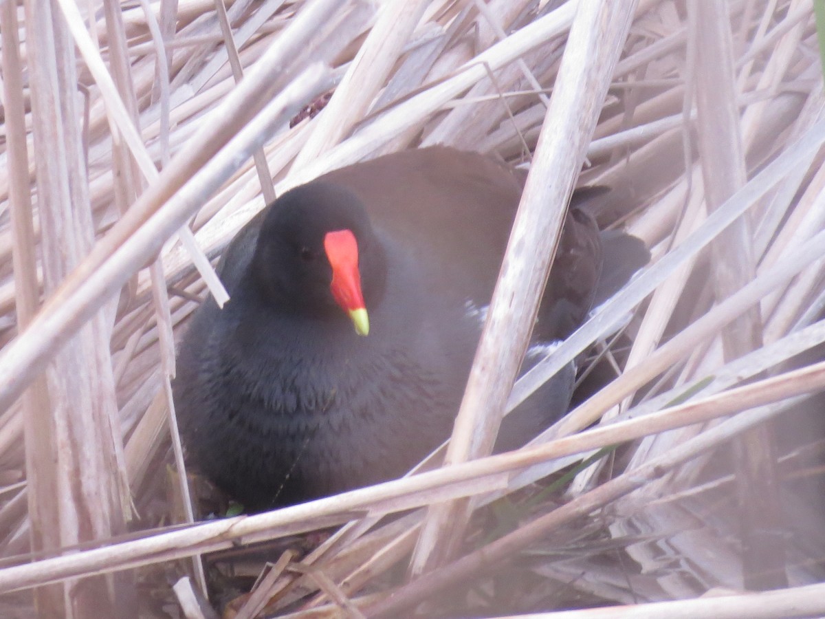 Gallinule d'Amérique - ML347971911