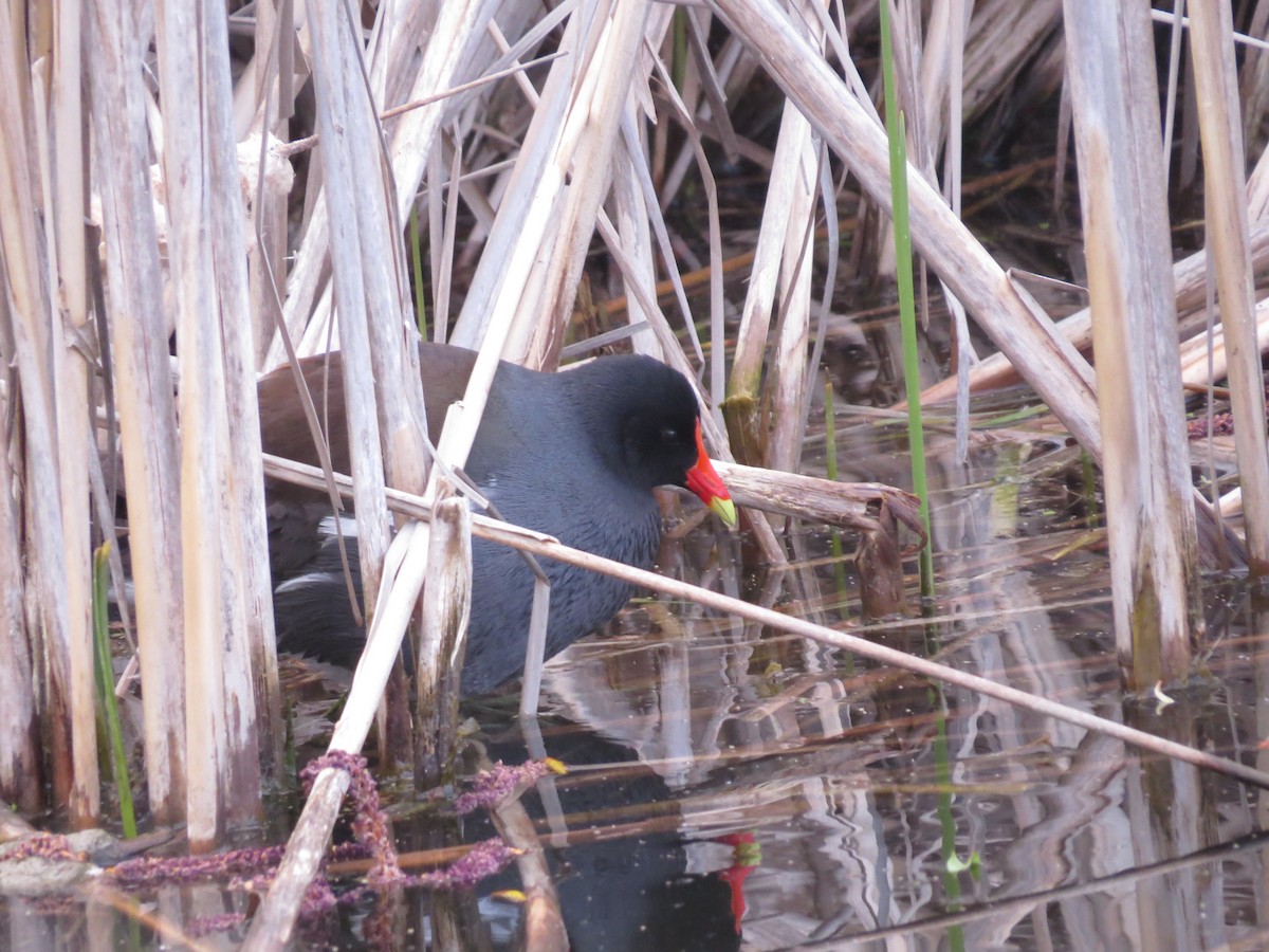 Gallinule d'Amérique - ML347971941