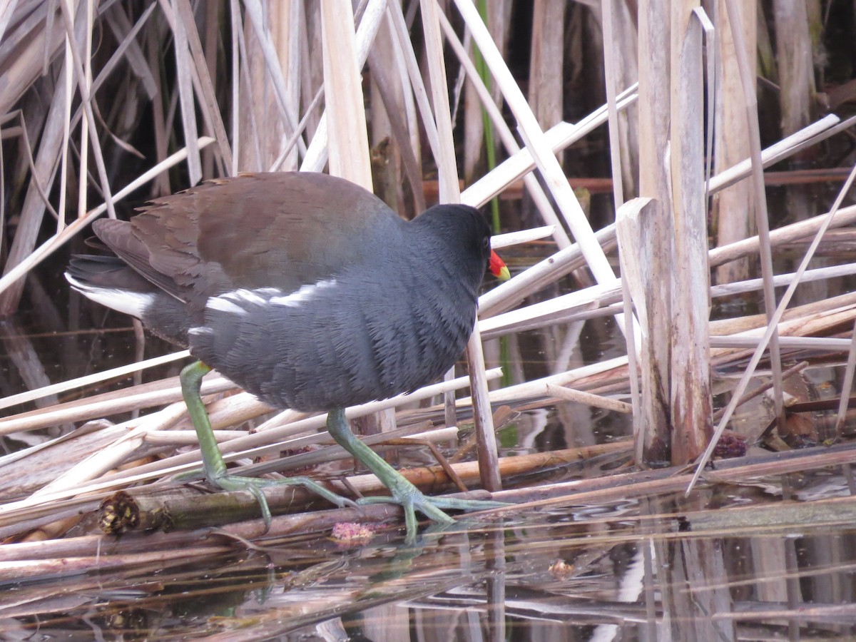 Gallinule d'Amérique - ML347972241