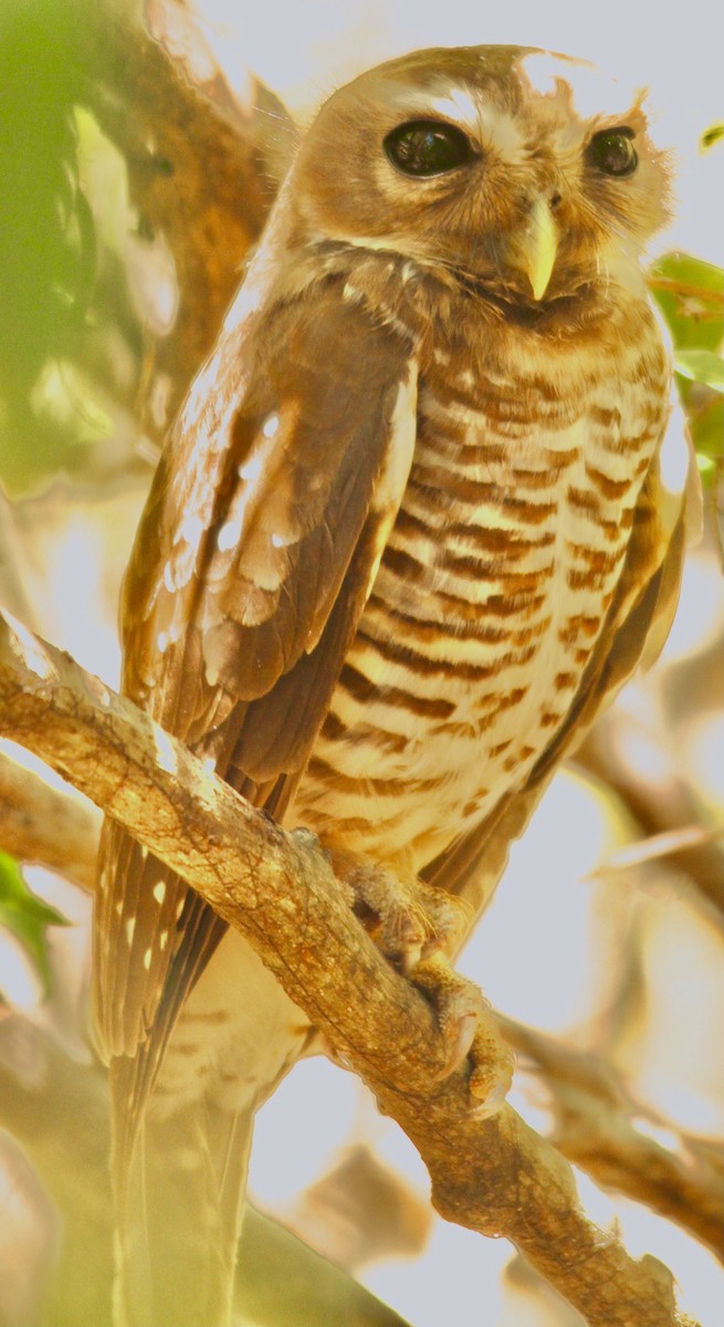 White-browed Owl - Connie Lintz