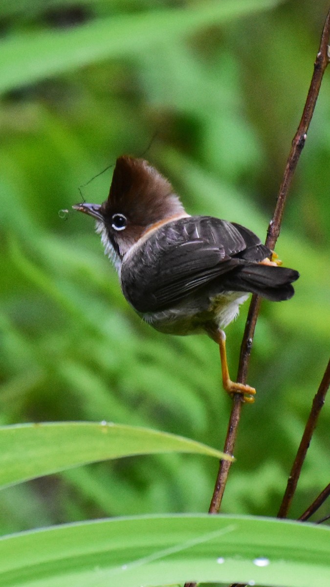 Whiskered Yuhina - Pushkar Bali