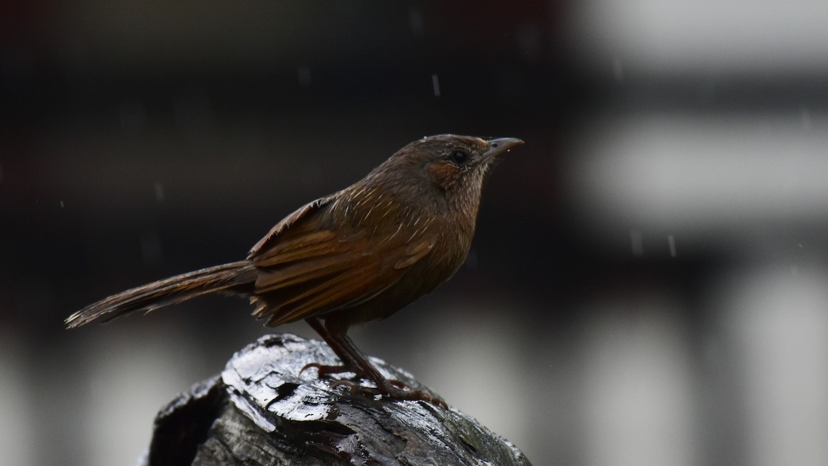 Streaked Laughingthrush - Pushkar Bali