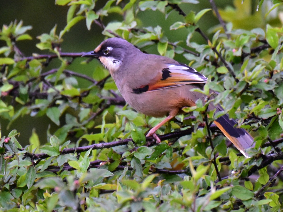 Variegated Laughingthrush - Pushkar Bali