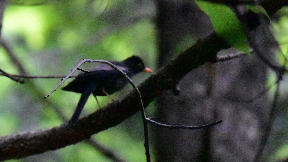 Gray-winged Blackbird - Pushkar Bali