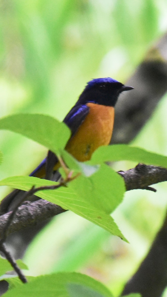 Rufous-bellied Niltava - Pushkar Bali