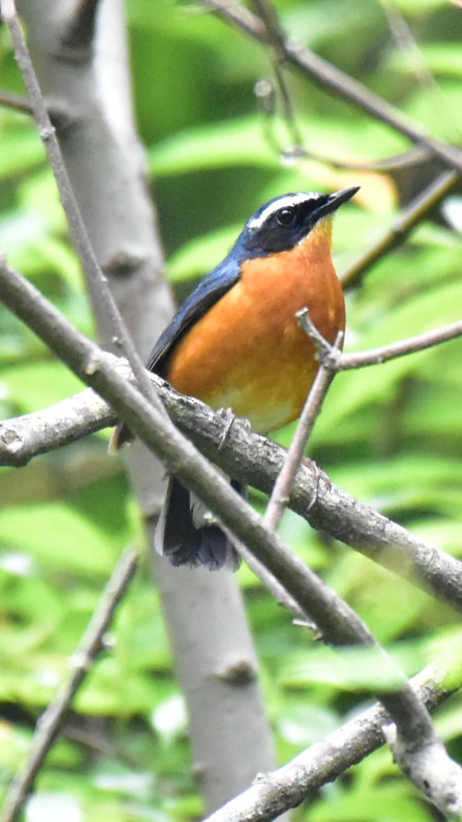 Indian Blue Robin - Pushkar Bali