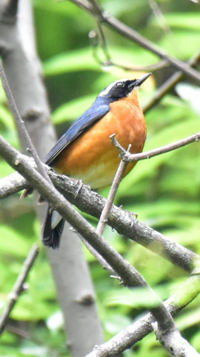 Indian Blue Robin - Pushkar Bali