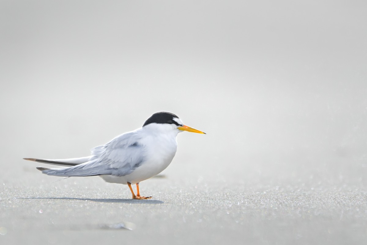 Least Tern - ML347974931