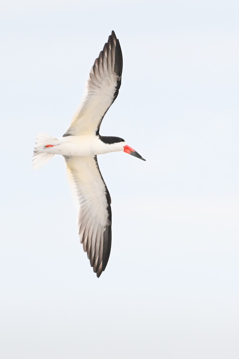 Black Skimmer - Ethan Hobbs