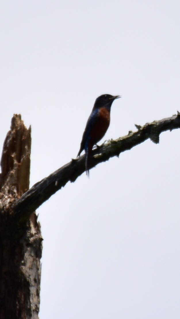 Chestnut-bellied Rock-Thrush - Pushkar Bali