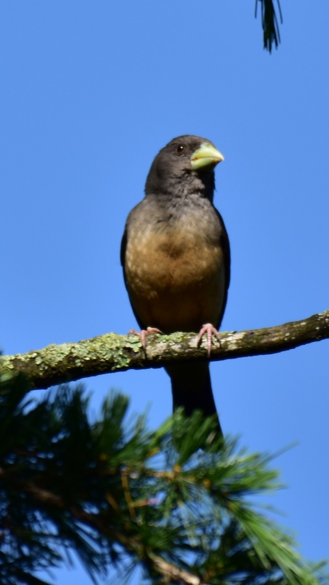 Black-and-yellow Grosbeak - Pushkar Bali