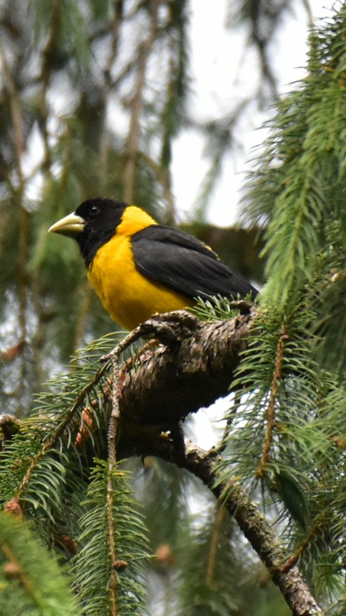 Black-and-yellow Grosbeak - Pushkar Bali