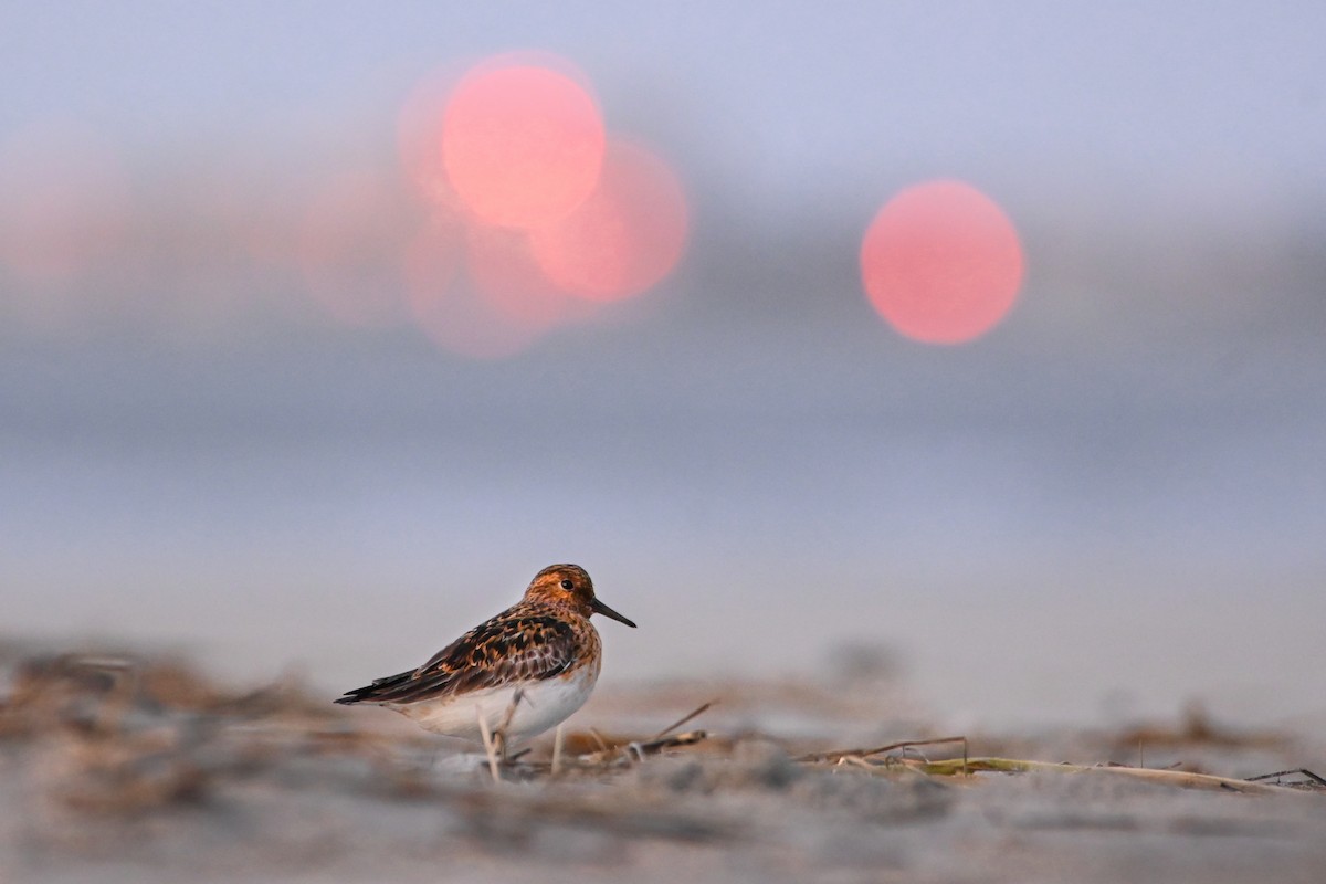 Bécasseau sanderling - ML347975471