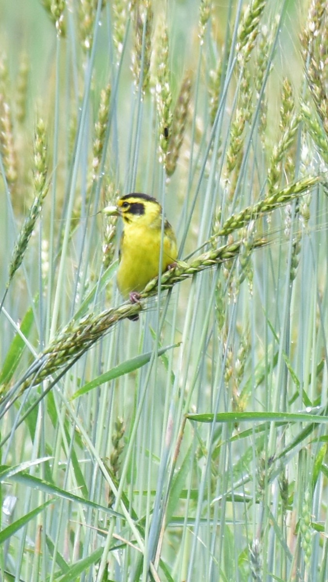 Yellow-breasted Greenfinch - Pushkar Bali