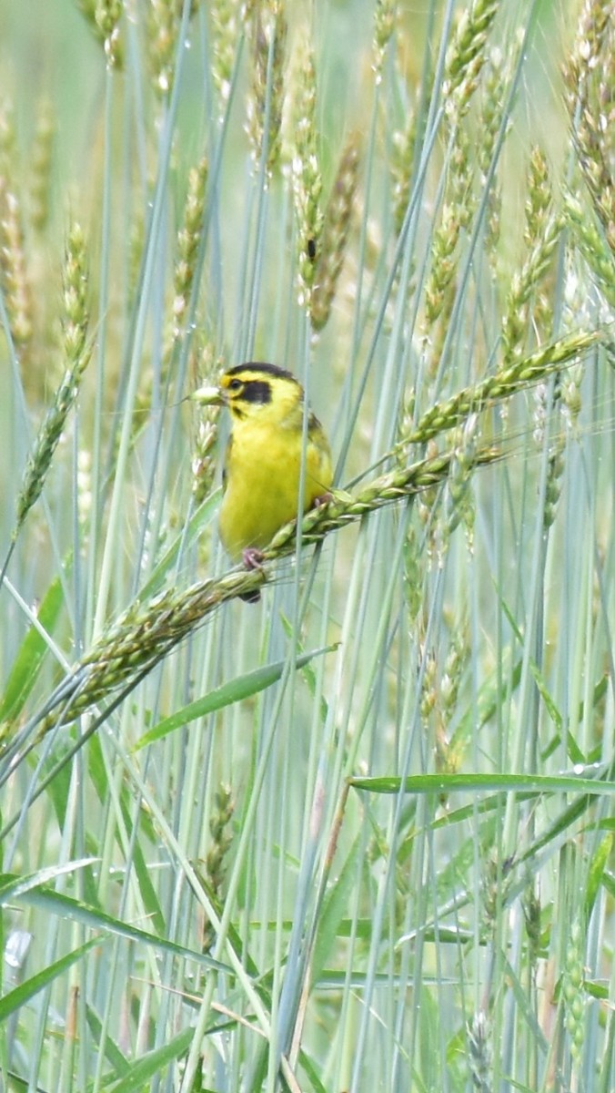 Yellow-breasted Greenfinch - ML347975581