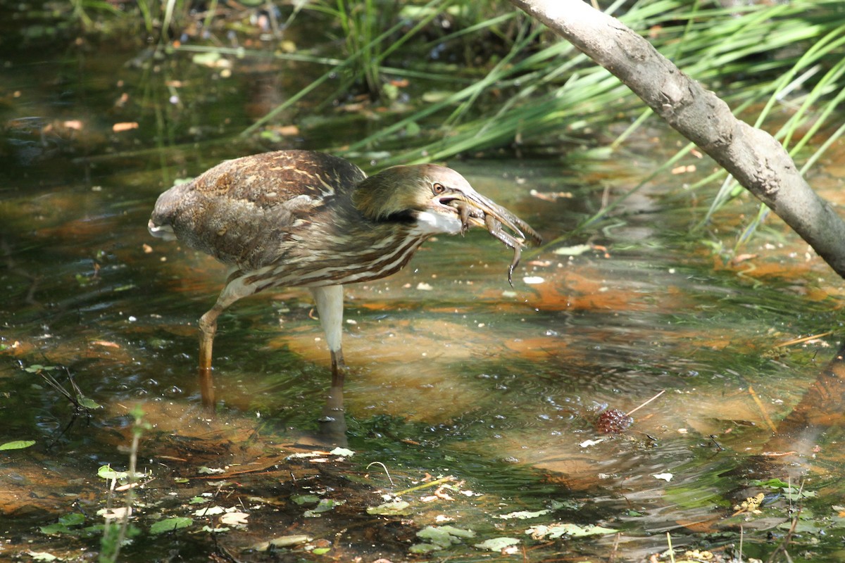 American Bittern - ML34797561