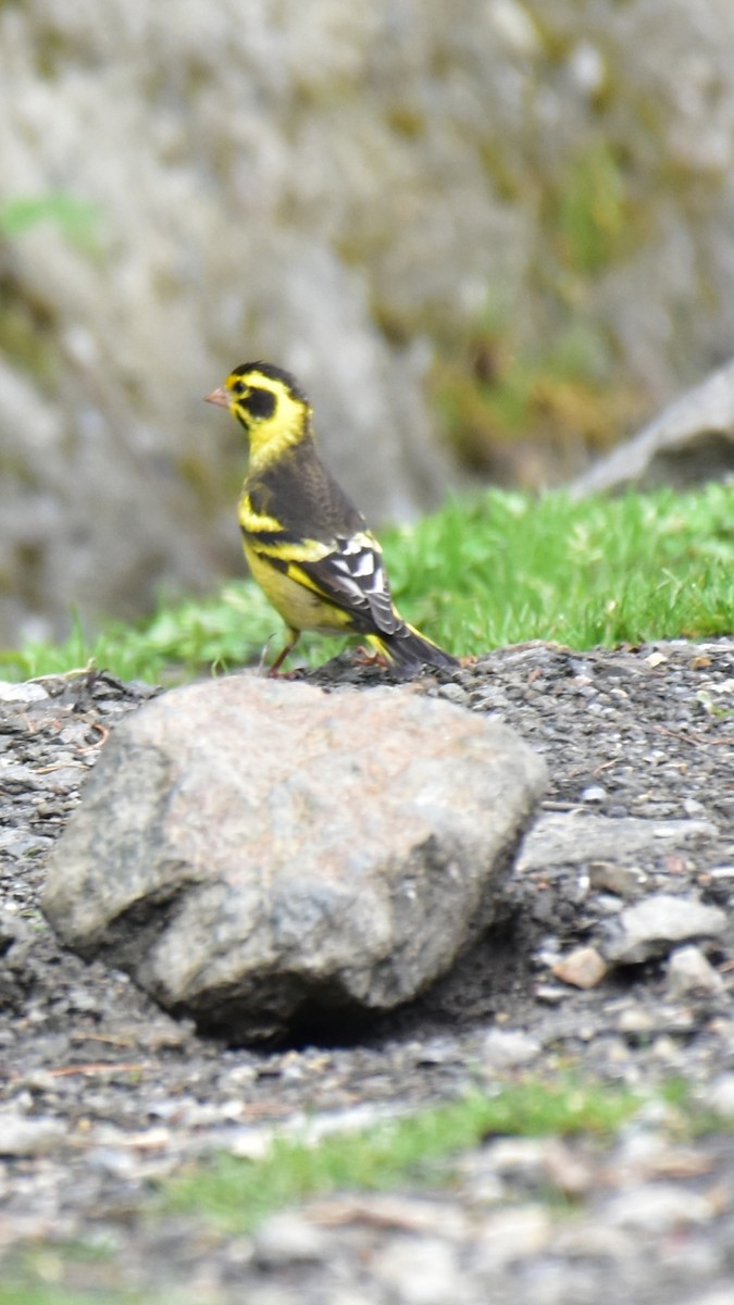 Yellow-breasted Greenfinch - ML347975611