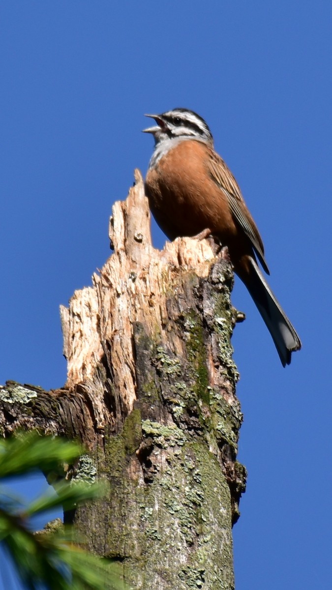 Rock Bunting - Pushkar Bali