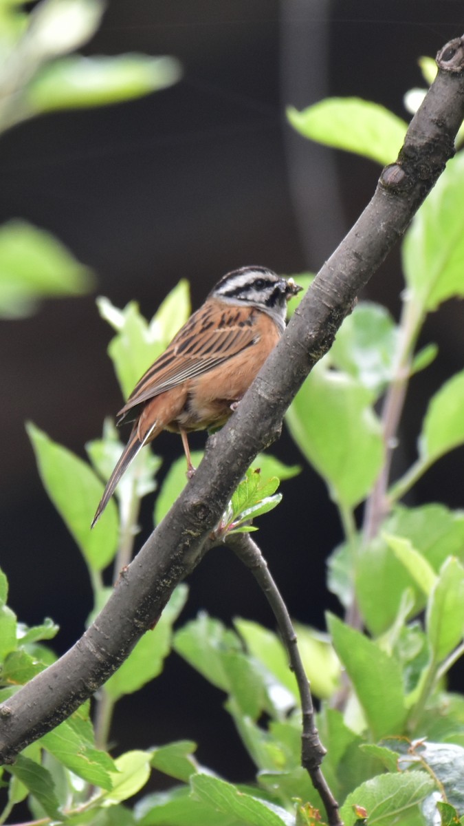 Rock Bunting - Pushkar Bali