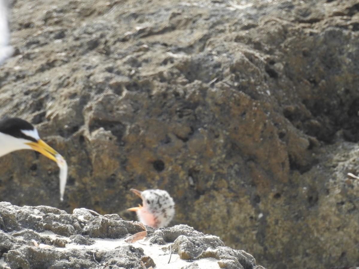 Least Tern - ML347976811