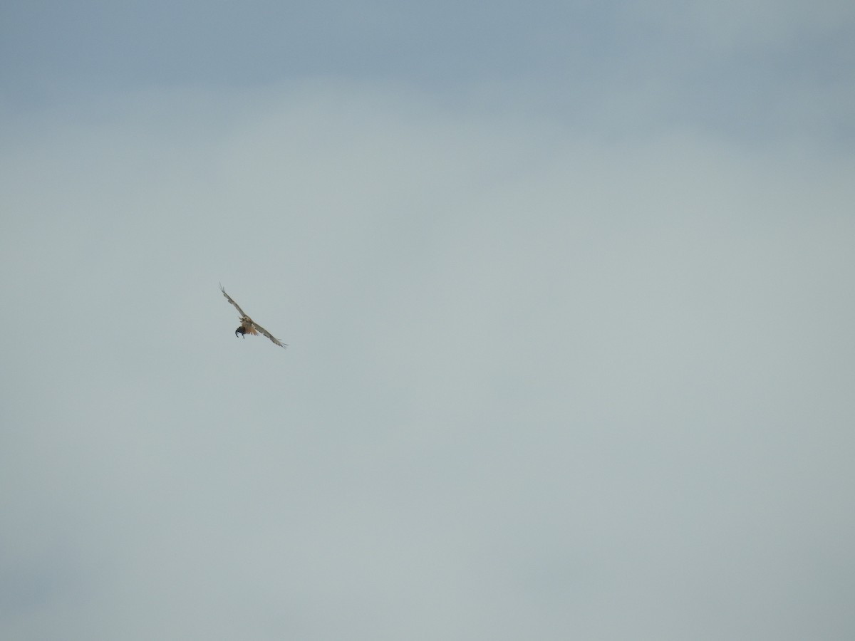 Red-tailed Hawk - ML347977731