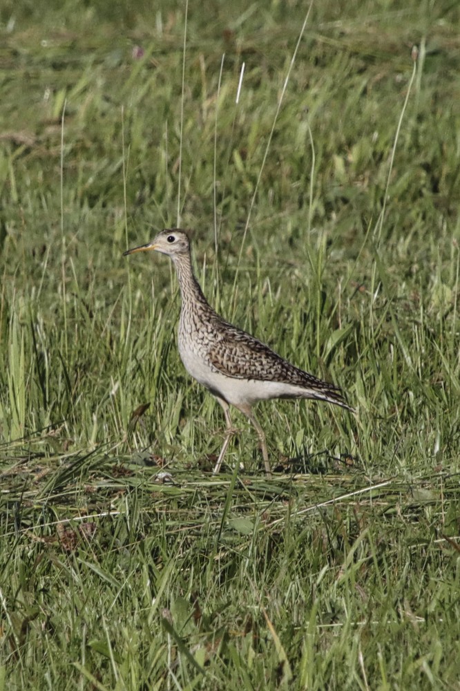 Upland Sandpiper - ML347978511