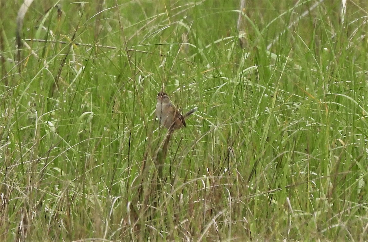 Marsh Wren - ML347978521