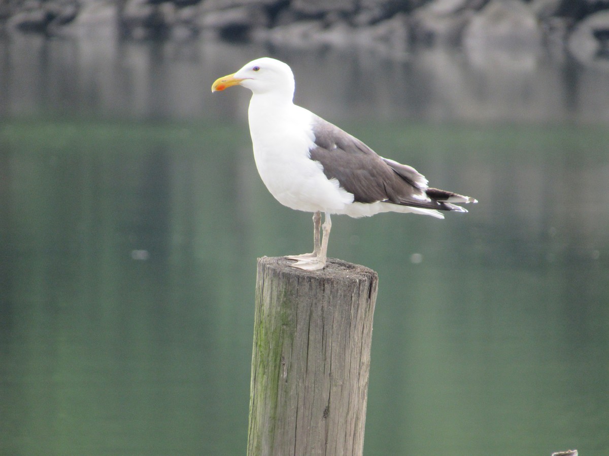 Great Black-backed Gull - ML347978901