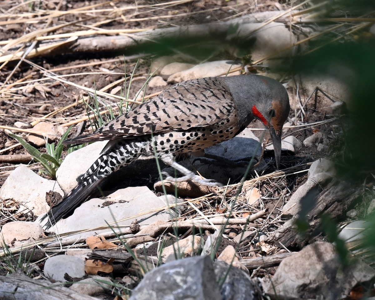 Northern Flicker (Red-shafted) - Mary/Maury Humes