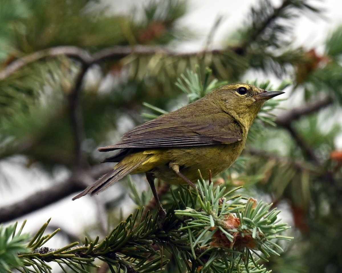 Orange-crowned Warbler - ML347981811