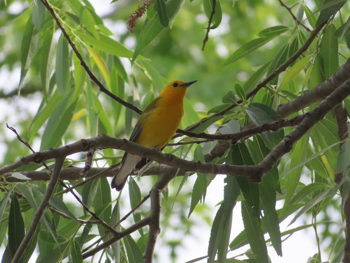 Prothonotary Warbler - ML347983021