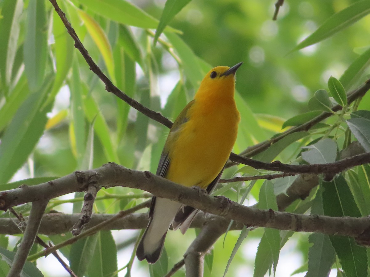 Prothonotary Warbler - ML347983031