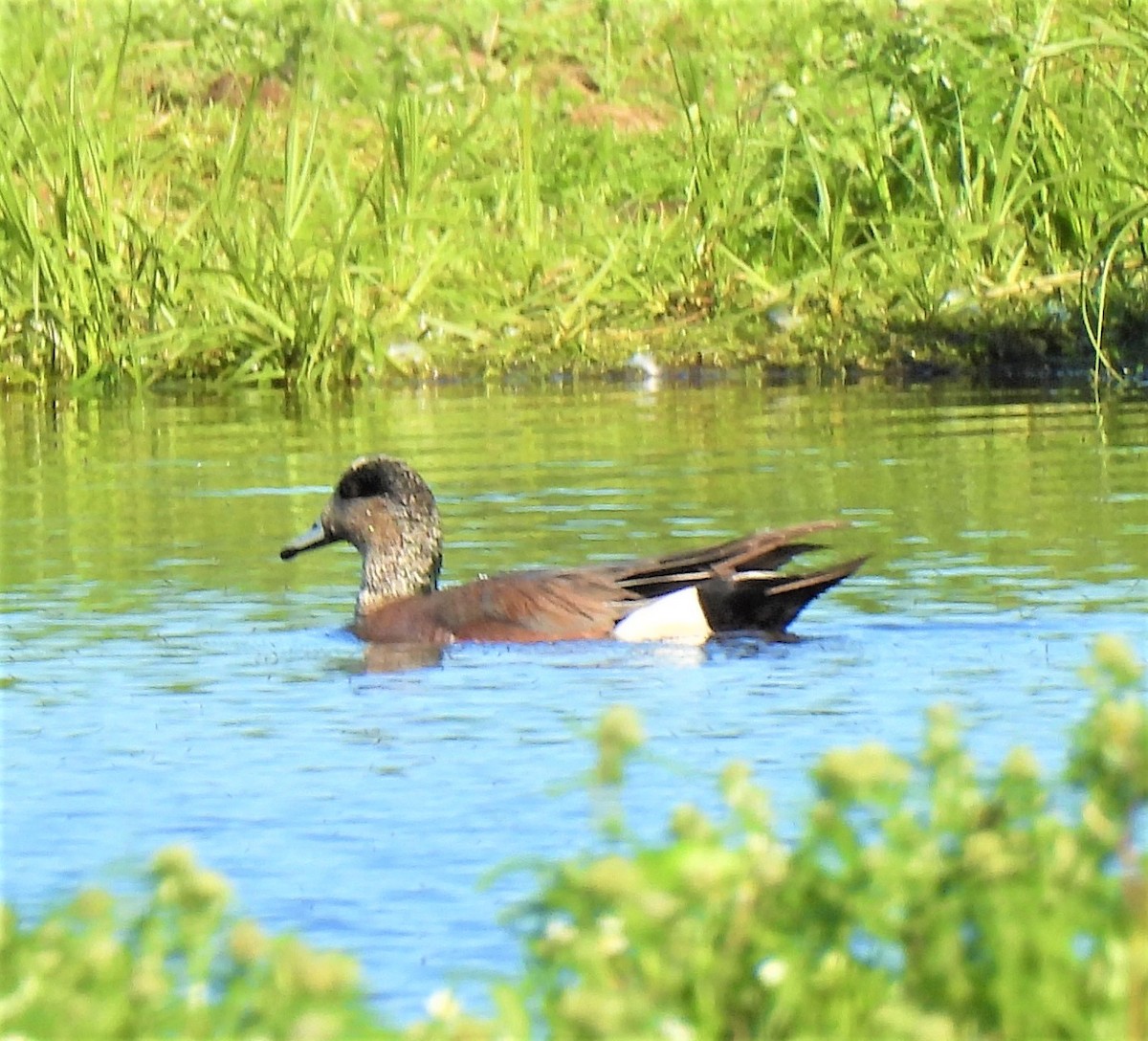 American Wigeon - Jan Thom