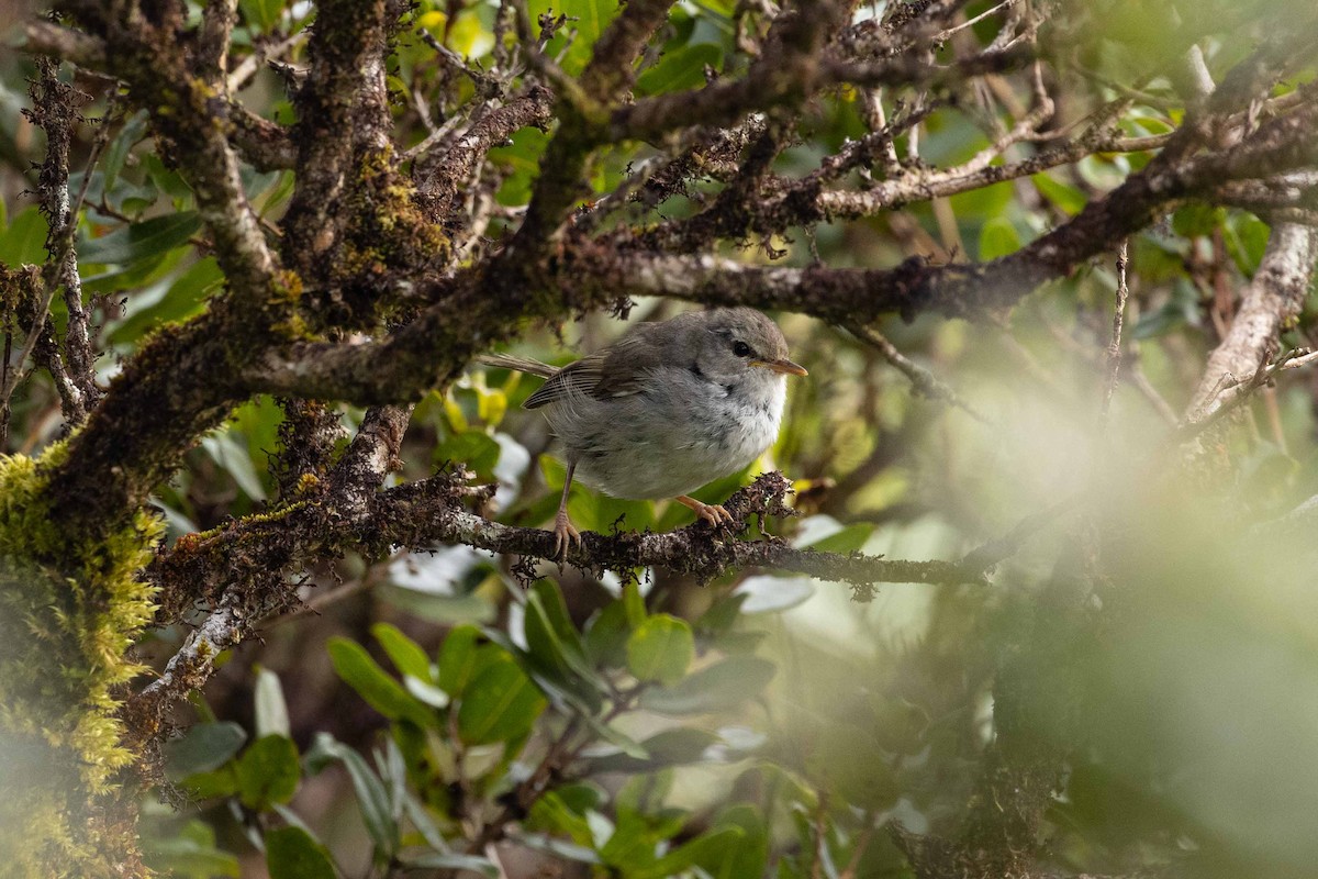 Japanese Bush Warbler - ML347984721