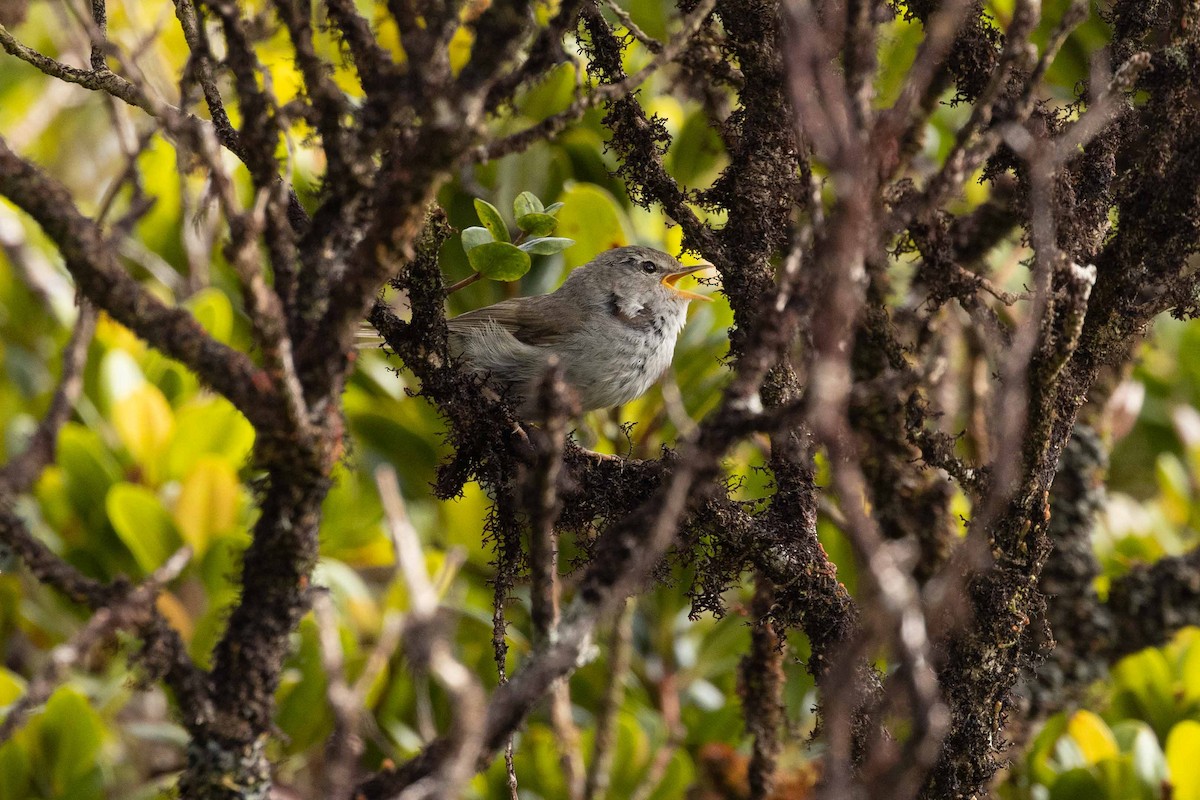 Japanese Bush Warbler - ML347985101