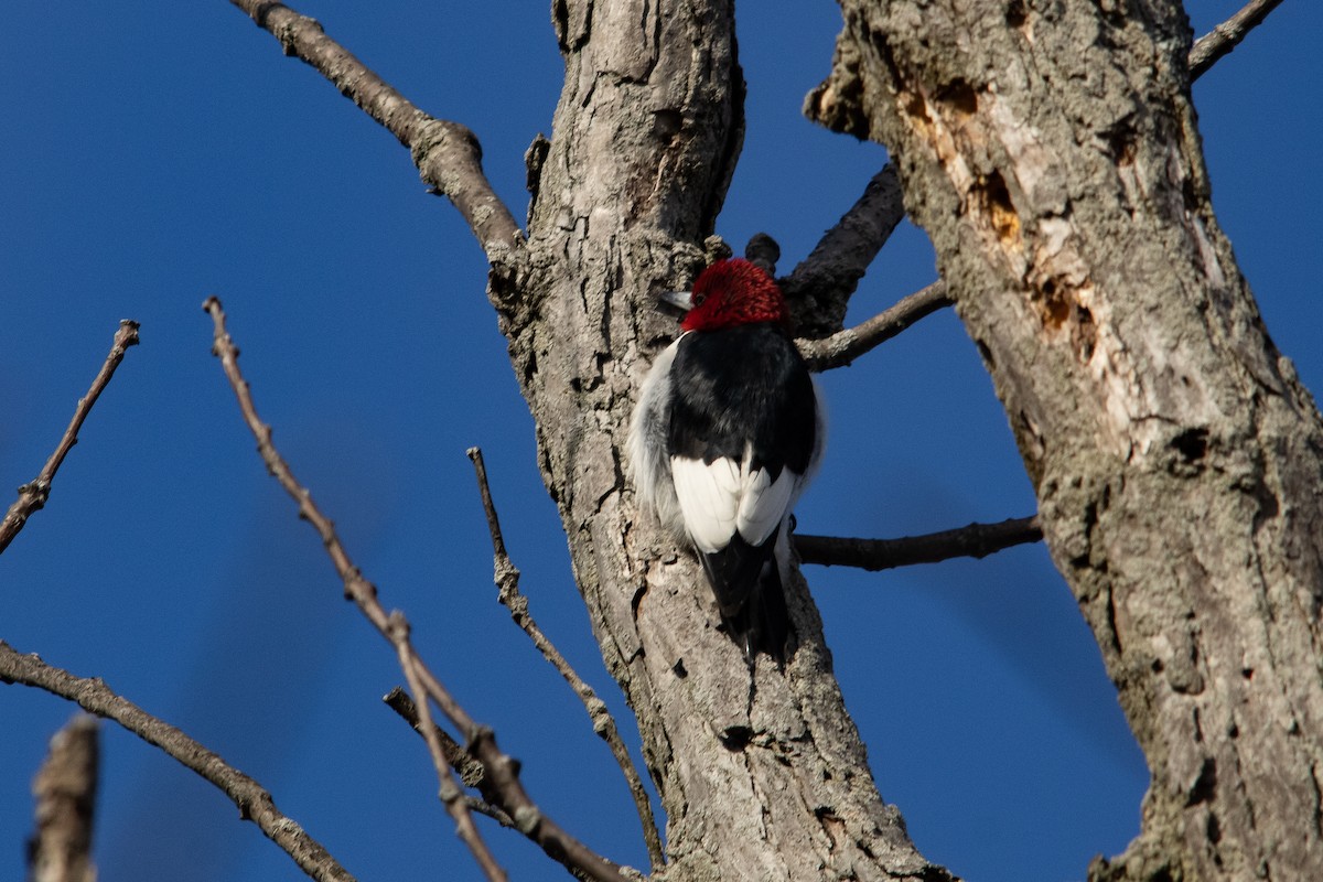 Red-headed Woodpecker - ML347985691