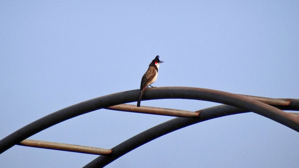 Red-whiskered Bulbul - ML347986261
