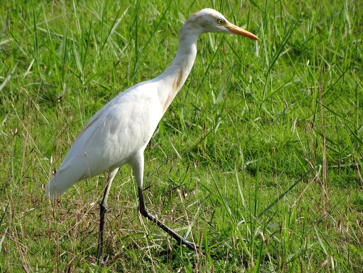 Eastern Cattle-Egret - ML347986341