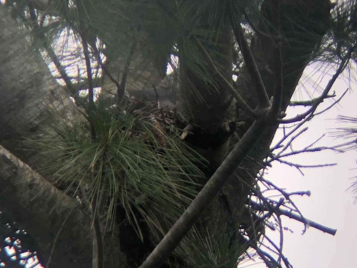 Mississippi Kite - ML347989241