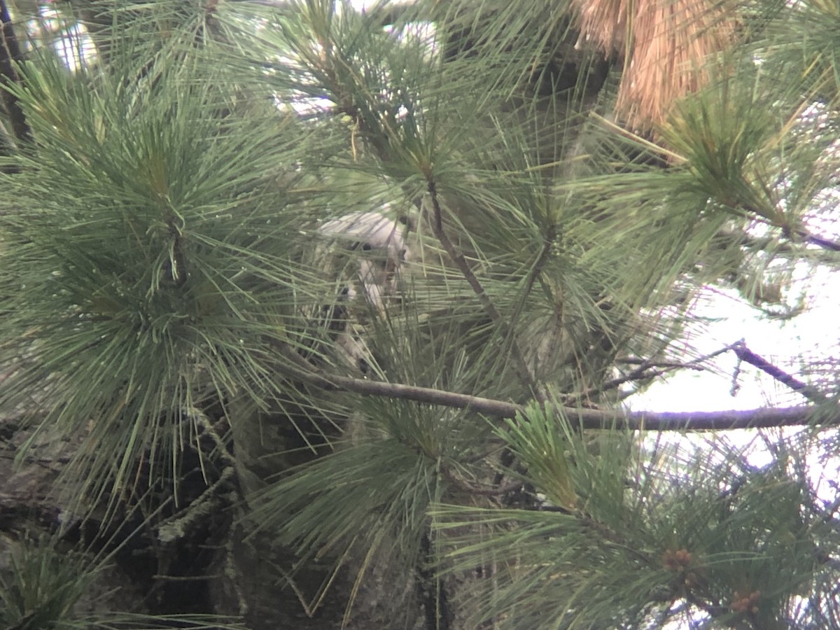Mississippi Kite - ML347989251